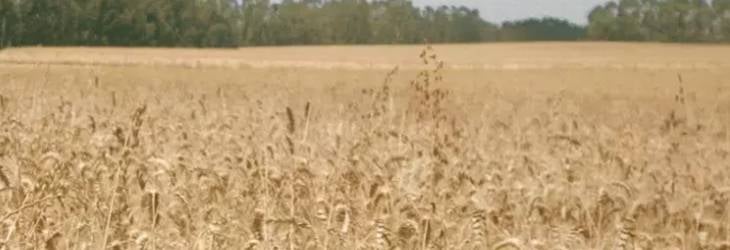 Todo desde el campo hasta el tazón: cómo fabricamos ricos cereales para el desayuno