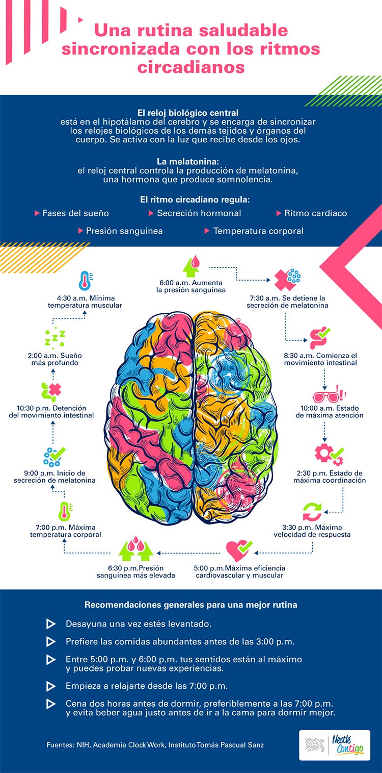 El reloj biologico en la rutina diaria Nestle Contigo