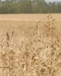 Todo desde el campo hasta el tazón: cómo fabricamos ricos cereales para el desayuno