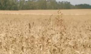 Todo desde el campo hasta el tazón: cómo fabricamos ricos cereales para el desayuno